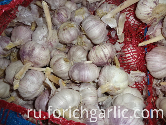 Normal White Garlic